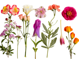 Flowers Blooming Against a Transparent Background png