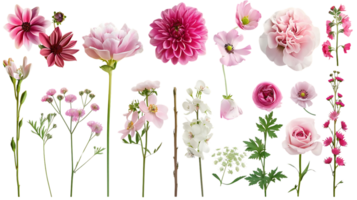 Pink Flowers with Transparent Background png