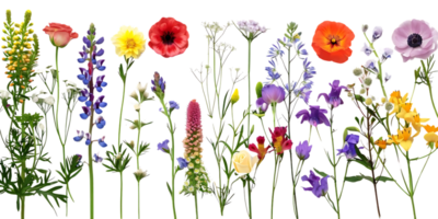 A Bouquet of Vibrant Flowers with a Transparent Background png