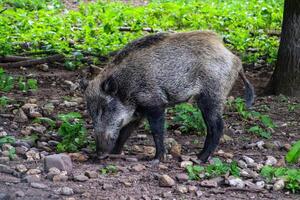 Eating Wild Boar A Culinary Adventure photo