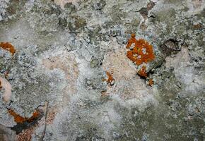 Orange and gray lichens on coastal limestone stones and rocks in Crimea, Tarkhankut photo