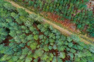 drone view of a pine forest crossed by a dirt track, adventure concept photo