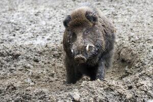 Wild boar in a clearing photo