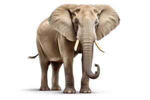 Single elephant depicted in highresolution, DiCut style, isolated on a white background, with no watermarks, logos, letters, or shadows photo