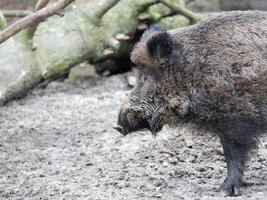 Wild boar in a clearing photo