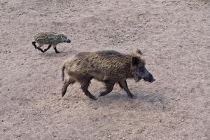 Wild boar in a clearing photo