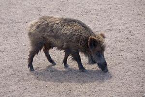 Wild boar in a clearing photo