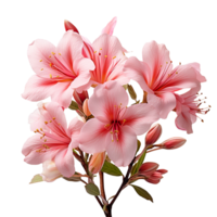 Flower flora blossom isolated on transparent background png