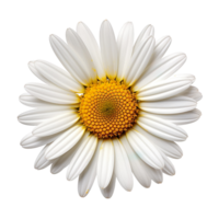 Lovely daisy flower isolated on transparent background png