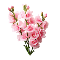 Pink snapdragon flower isolated on transparent background png