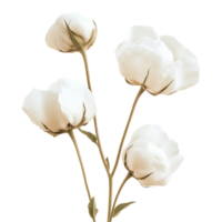 Delicate white flowers in a minimalist arrangement transparent png