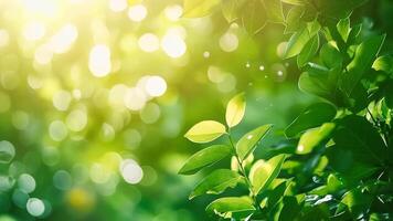 un cerca arriba de un planta con verde hojas en el luz de sol video