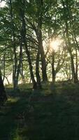 el Dom es brillante mediante el arboles en el bosque video