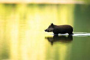 A wild boar crossing a serene river with its reflection captured in still waters under natural light photo