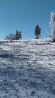 majestoso coberto de neve pinheiros dentro uma inverno panorama video