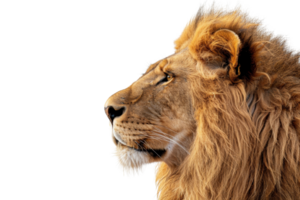 majestuoso león perfil exhibiendo sus real melena y poderoso características. Perfecto para fauna silvestre, naturaleza, y con temas de animales conceptos. png