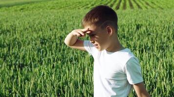 feliz jovem Garoto indo em verde campo com trigo às ensolarado dia. curioso Garoto caminhando através a lindo campo de trigo. lento movimento video