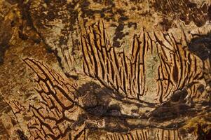 A close up of a tree trunk with some brown spots photo