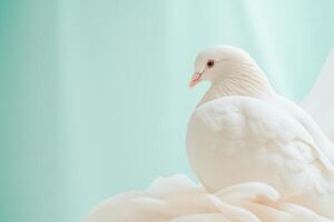 A serene white dove with open wings highlights beauty and grace against a soft pastel gradient background photo