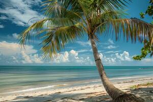 Tropical palm tree casting shadow on idyllic white sand beach photo