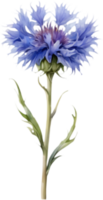 Botanical Cornflower Flower Design Elements. . png