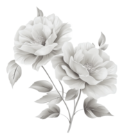 Soft light on white roses and leaves png