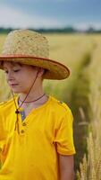 Garoto dentro amarelo camiseta em campo com espigas. retrato do uma pequeno agricultor dentro chapéu entre agricultura dentro a interior. vertical video