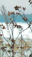 Stunning Winter Landscape Featuring Bare Plants Set Against a Snowy Background Scene. Stock Clip video