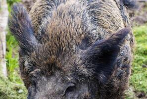 Large head and ears of a wild boar, close-up. Hunting for a wild boar. photo