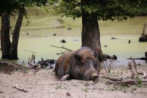 Wild boar Sus scrofa sleeping in the dirt photo