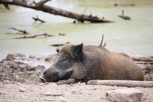 Wild boar Sus scrofa sleeping in the dirt photo