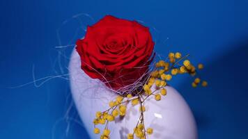 Red rose vibrates in stop motion video