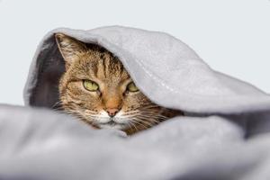 Lustige gestromte Hauskatze, die auf der Couch unter Plaid auf weißem Hintergrund liegt. Kätzchen ruht warm und versteckt sich unter der Decke bei kaltem Herbst- und Winterwetter. haustiertierleben hygge-stimmungskonzept. foto