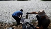 Over 100 tons of dead fish clog a Greek tourist port after extreme climate fluctuations