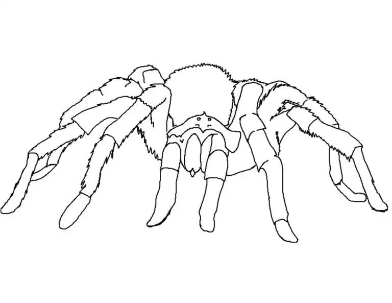 Spinne Malvorlagen - Kostenlose druckbare Malvorlagen für Kinder