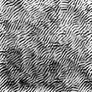 Reproduced fingerprint texture