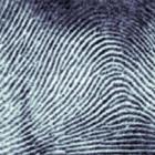 Input fingerprint texture sample