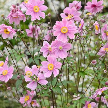 Shop the Serenade Japanese Anemone | ShrubHub Nursery