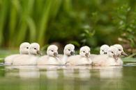 Little Swanlings