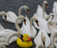 Swans and duck