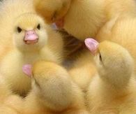 Ducklings