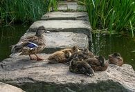 Duck family