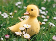 Baby Ducking in the Spring