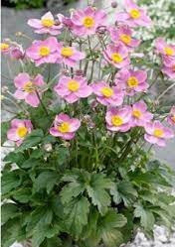 Seeds & Seed Bombs Outdoor & Gardening Anemone hupehensis,Anemone of ...