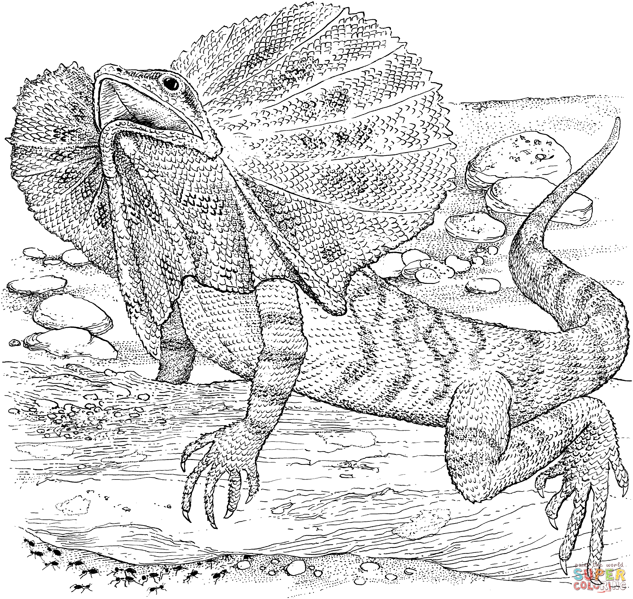 Lizard Printable Coloring Pages