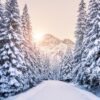 Snow-covered trees lining a path with mountains in the background and a low sun illuminating the scene