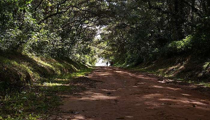 Kakamega Forest