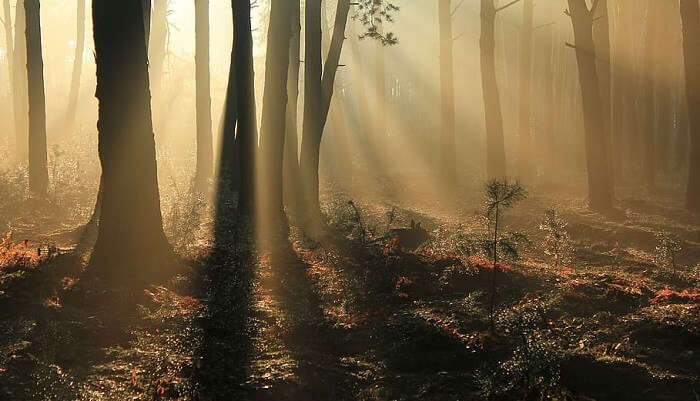 Brahmaputra Valley Semi-Evergreen Forests