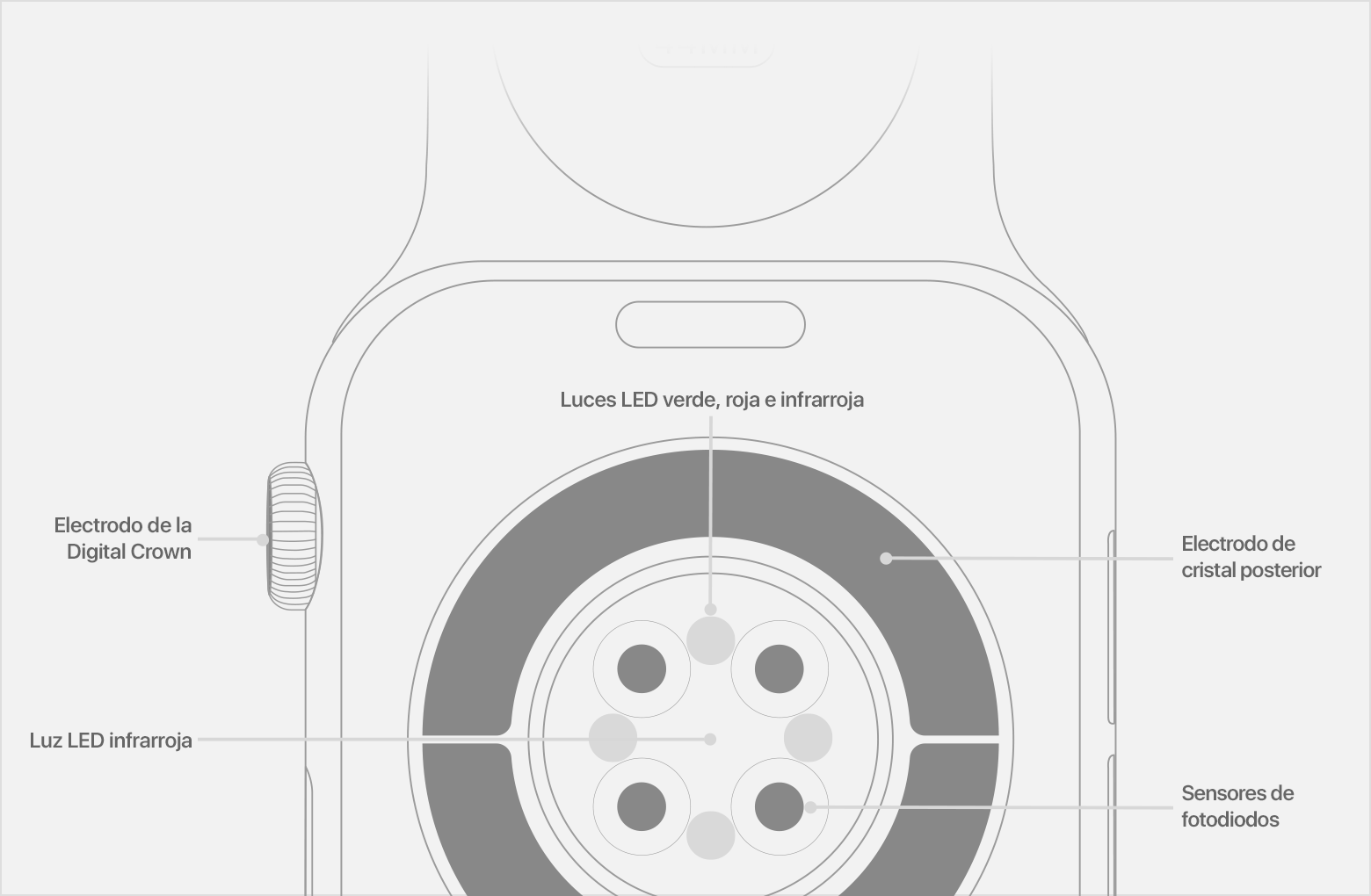 Un diagrama de la parte posterior de un Apple Watch con las luces LED infrarrojas, los fotodiodos y el electrodo del cristal posterior etiquetados.