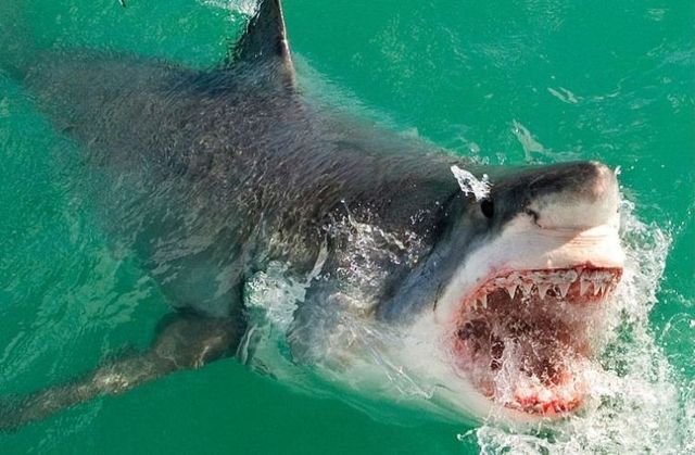 White shark leaps (7 pics)